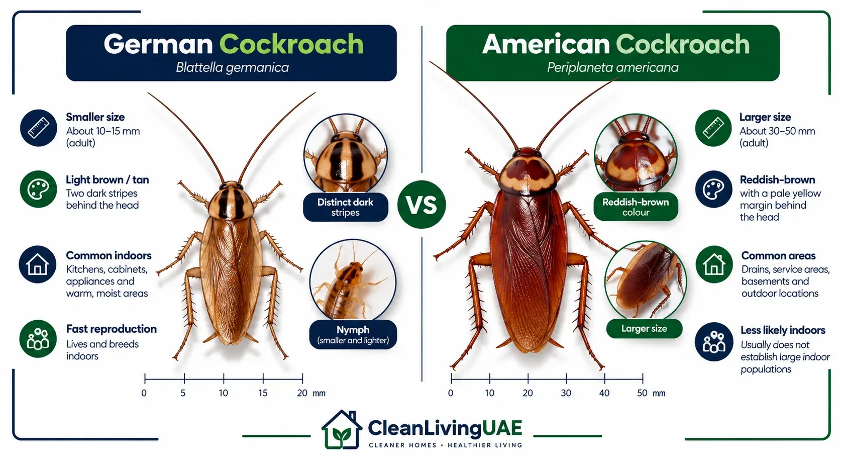 Side-by-side comparison of German cockroach and American cockroach showing size, colour and markings