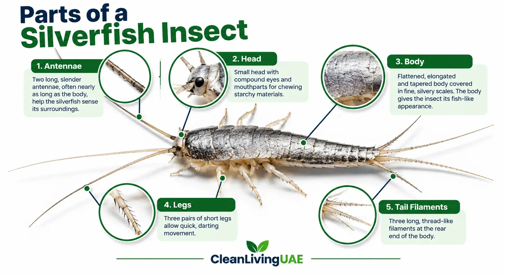 Labelled diagram of a silverfish showing antennae, tapered scaled body and three tail filaments